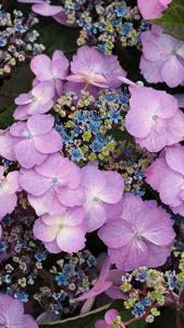 Hydrangea Serrata Blueberry Cheesecake for Sale Online UK