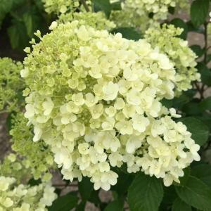 Hydrangea Paniculata Bobo is a compact variety with cone-shaped white flowers that gradually turn pink as they mature, offering a vibrant and long-lasting display in gardens.