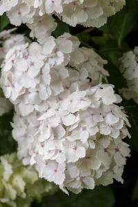 Hydrangea Madame Emile Mouillere White Flowering Variety of Hydrangea to buy online with UK delivery