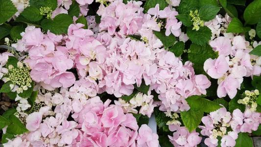 Hydrangea Macrophylla Hobella Pink, close up of blooms, UK