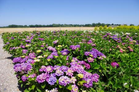 Hydrangea Macrophylla Sibilla is a beautiful variety known for its large, soft pink to purple blooms, adding a touch of elegance and charm to any garden.