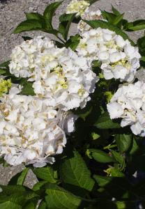 Hydrangea Macrophylla Soeur Therese is a stunning variety with large, soft pink to lavender blooms that bring a graceful and timeless elegance to the garden.