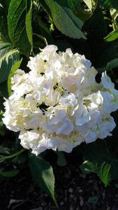 Hydrangea Macrophylla Soeur Therese