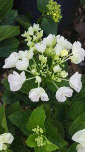 Hydrangea Macrophylla Teller White shrub buy online with UK and Ireland delivery.