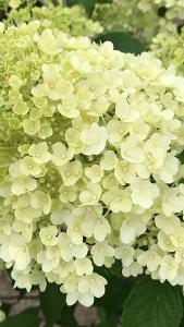 Hydrangea Paniculata Bobo flowering, buy large plants online from Paramount Plants UK