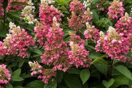 Pink flowers of Hydrangea Paniculata Candlelight in September, Buy online UK