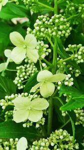 Hydrangea Paniculata Kyushu Hydrangea Kyushu Flowering Shrub