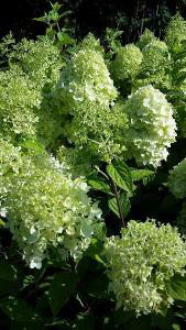 Hydrangea Paniculata Limelight for sale at our London nursery, UK