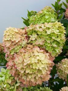 Hydrangea Paniculata Little Lime is a compact shrub with cone-shaped lime-green blooms that transition to soft pink, providing a vibrant, seasonal display in smaller gardens.