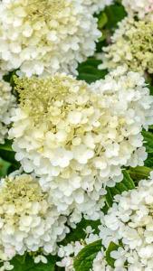 Hydrangea Paniculata Silver Dollar