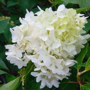 Hydrangea paniculata Skyfall deciduous shrub with white panicled flowers