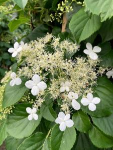 Hydrangea petiolaris climbing hydrangea with white flowers