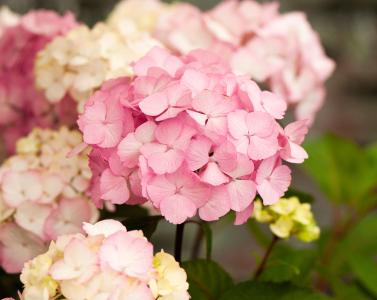 Hydrangea Preziosa is a dwarf variety of Mophead Hydrangea with a round head of large pink petals