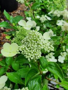 Hydrangea Paniculata Prim White is a charming variety with creamy white flower clusters that bring brightness and elegance to gardens throughout the summer.