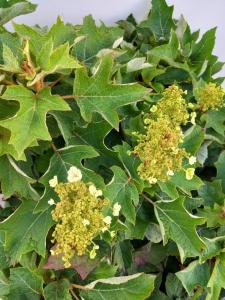 Hydrangea quercifolia Ruby Slippers Oakleaf Hydrangea with white flowers turning pink