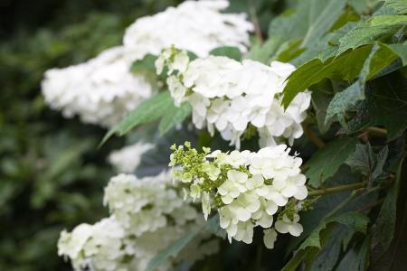 Hydrangea Quercifolia Snow Queen flowering. Buy plants online with UK delivery.