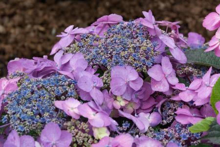 Hydrangea Serrata Blueberry Cheesecake flowering shrub plants for Sale Online UK