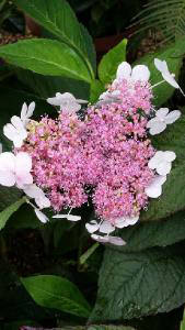 Hydrangea Serrata Bluebird variety to buy online. Many varieties of Hydrangeas for sale with UK delivery.