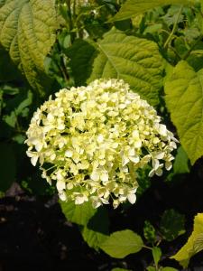 Hydrangea Strong Annabelle with large white flowers on sturdy stems