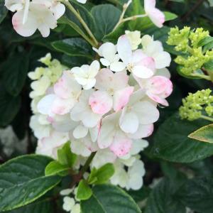 Hydrangea Paniculata Sundae Fraise is a compact variety featuring creamy white flowers that gradually blush to soft pink, adding charm and color to any garden.