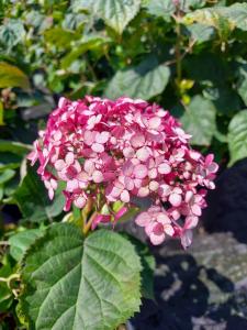 Hydrangea Sweet Annabelle with soft pink flowers on sturdy stems