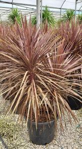 Purple New Zealand Cabbage Palm Cordyline Australis thrives in coastal areas, 