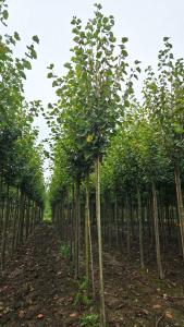 Tilia Europaea Pallida Lime showing summer foliage, turns golden in Autumn