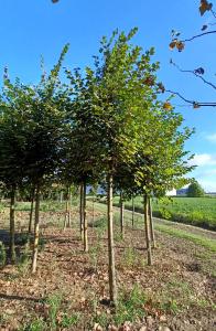 Tilia Platyphyllos or Broad Leaved Lime, a tall stately tree clothed in beautiful dark green leaves. 