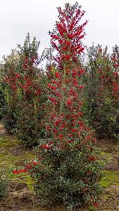 Ilex Aquifolium Alaska - perfect for wildlife friendly hedging & evergreen screening. 