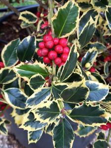 Ilex aquifolium Argentea Marginata with variegated green and silver leaves