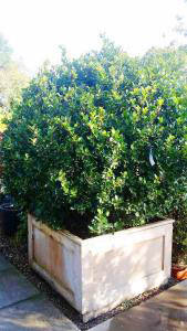 Ilex deals blue prince