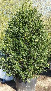 Ilex Nellie Stevens, Evergreen Screening Specialists, Paramount Plants and Gardens, specialist plant nursery and online shop, UK. 