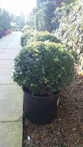 Ilex Crenata Topiary Balls to buy online from Topiary specialist nursery, London UK