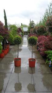 Ilex Crenata Half Standard Lollipop