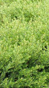 Ilex crenata Glory Gem