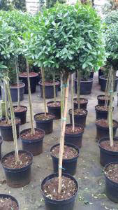 ilex Crenata Maxima Topiary Lollipop Trees buy from our UK plant centre online.