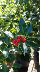 Blue Holly Ilex Meserveae Heckenfee Ilex Castle Spire