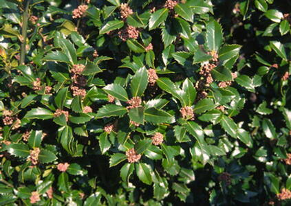 Ilex meserveae Heckenstar Blue Holly, also known as Castle wall, this is a male holly, buy online UK delivery