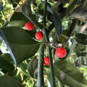 A vigorous evergreen tree with glossy dark green leaves and abundant red berries, ideal for structured garden designs.