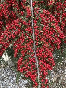 Cotoneaster single branch showing profusion of berries in Autumn, UK