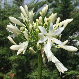 Agapanthus White Storm Flowering