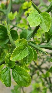 Poncirus Trifoliata, Hardy Orange or Japanese Bitter Orange, thorny, deciduous small tree with heavily scented blossom followed by orange / green citrus fruit.