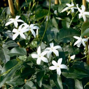 Jasminum Azoricum White Azorean Jasmine, fragrant white flowering, buy online UK