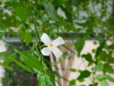 A fragrant, deciduous vine with white star-shaped flowers that bloom in summer.