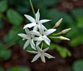 Jasminum Sambac Arabian Jasmine, white flowering, very fragrant. Plants to buy online UK