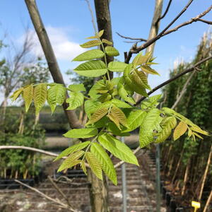 A large deciduous tree with dark green leaves and valuable timber, producing edible walnuts in autumn.