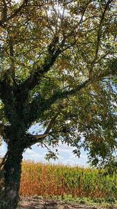 Buy Juglans Regia - English Walnut trees, a beautiful deciduous tree that bears walnuts in autumn, beautiful leaf colouration in Autumn too, buy UK. 