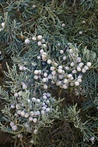 Juniper Grey Owl or Juniperus Grey Owl plants for sale online with UK delivery