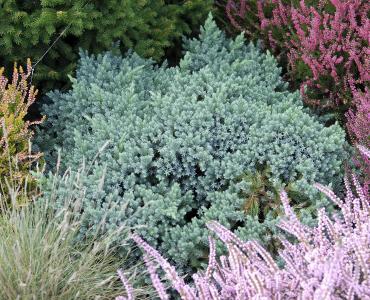 Juniperus Squamata Blue Star aka Flaky Juniper Dwarf Conifer growing in a conifer garden in the UK, buy online.