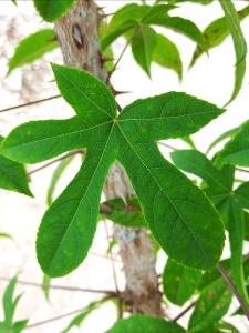 Kalopanax septemlobus Maximowiczii upright tree with green lobed leaves